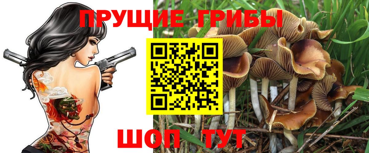 Псилоцибиновые грибы мицелий Урус-Мартан