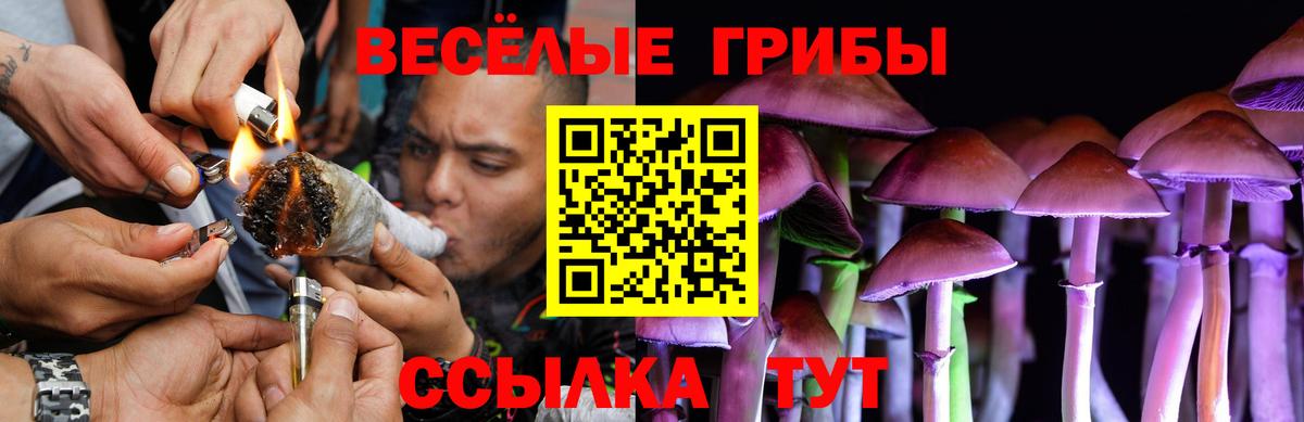 Псилоцибиновые грибы Psilocybine cubensis  Псилоцибиновые грибы прущие грибы  Урус-Мартан  Вход с VPN 